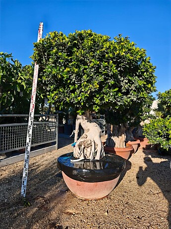 FICUS MICROCARPA - Ciotolo Grande 190cm / vhodné do interiéru