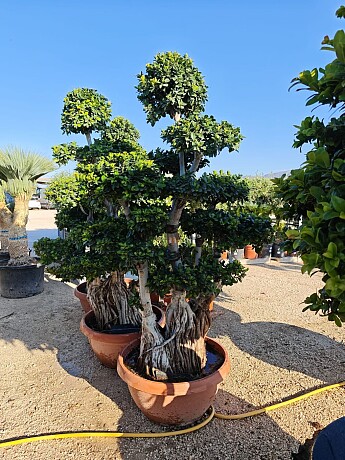 FICUS MICROCARPA - Mediana Ciotola - 190/200cm