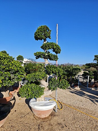 FICUS MICROCARPA - Grande Bonsai - 300cm - vhodné do interiéru