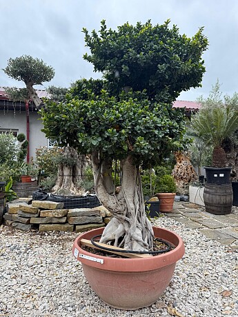 FICUS MICROCARPA / BOWL GRANDE / obvod kmene 60-80cm / výška 220-250cm