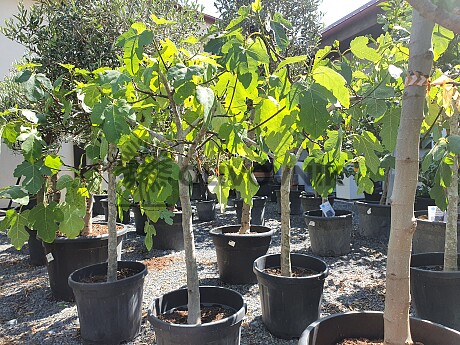 FICUS CARICA - Fíkovník