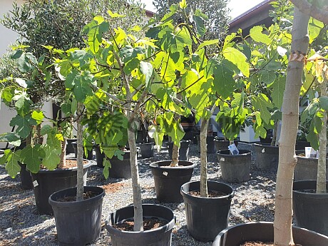 FICUS CARICA - Fíkovník 35lt (140 - 160cm)