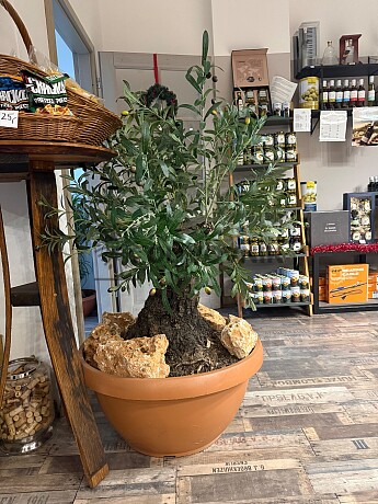 Olivovník Evropský - Bonsai / 140cm / umělá koruna + olivový kmen