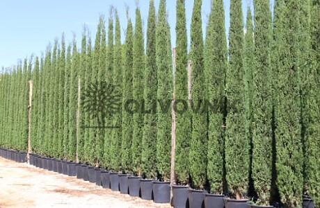 2026 Rezervace / Cypřiš stálezelený - Cupressus Sempervirens - Totem Garda