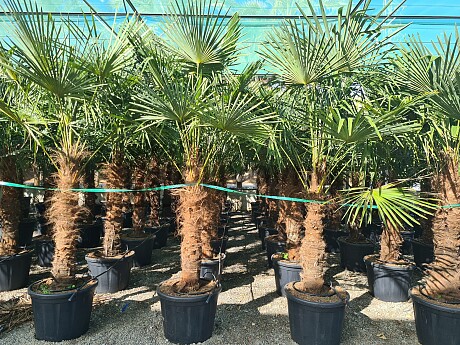 2026 Rezervace / Trachycarpus Fortunei - mrazuvzdorná palma (-17C)