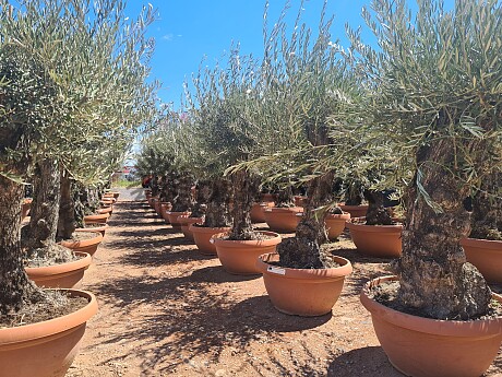 2026 Rezervace /Olivovník Evropský - Bonsai Q75/Q90 - TOP CENA