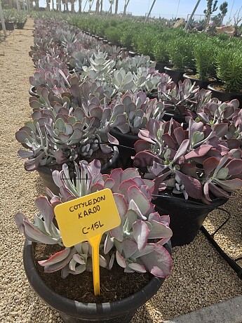 MIX sukulentů -  15lt