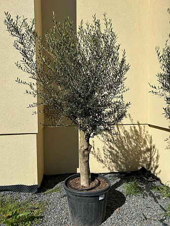 2026 Rezervace / Olivovník Evropský - Intensivo - 70lt - 180/200cm