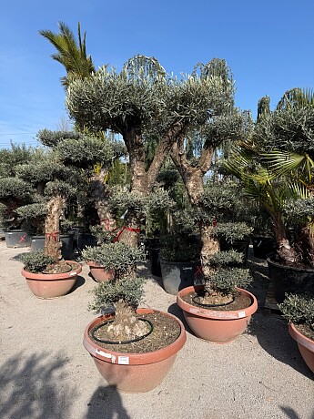 Olivovník Bonsai plato / 180-220cm