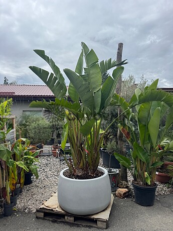Strelitzia Augusta 200/250cm + květináč Titano šedá kámen