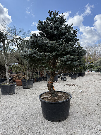 Smrk stříbrný / Picea Pungens / Glauca Globosa