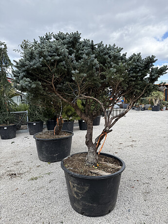 Smrk stříbrný / Picea Pungens / Glauca Globosa