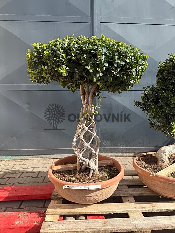 FICUS MICROCARPA - vhodné do interiéru (100cm)