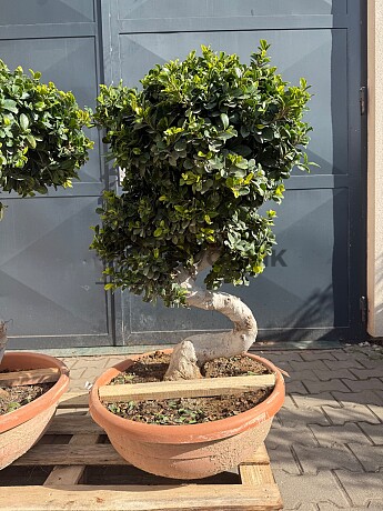 FICUS MICROCARPA - vhodné do interiéru (90cm)