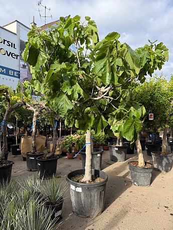 FICUS CARICA - Fíkovník 70lt (180 - 200cm)