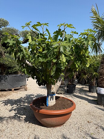 FICUS CARICA - Bowl T90 - 40/60 Bonsai