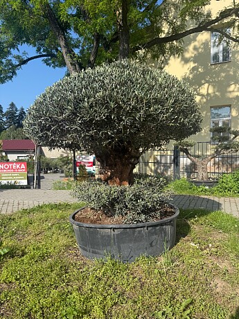 Olivovník Evropský PON - CHAMPINON I.