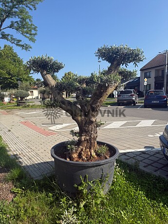 Olea Europaea  PON PON Platos