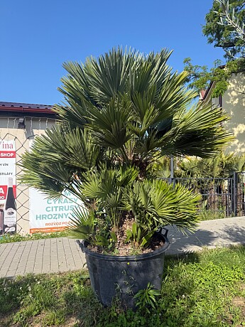 Chamaerops Humilis Vulcano - Grupo