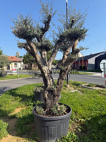 Olea Europaea  PON PON No. 29