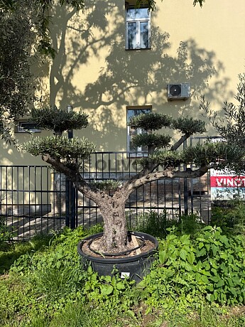 Olea Europaea  Platos L