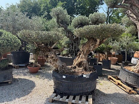 Olivovník BONSAI DOBLE DISCO