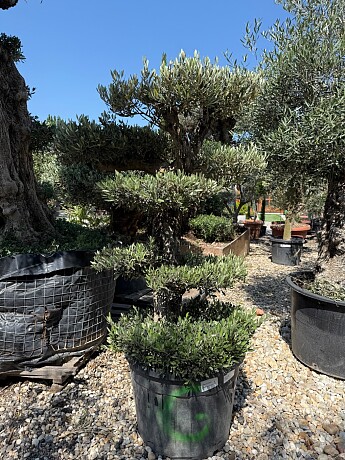 Olea Europaea - PON PON Piel Vieja 90/110l
