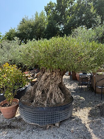 Olivovník BONSAI PLATO II