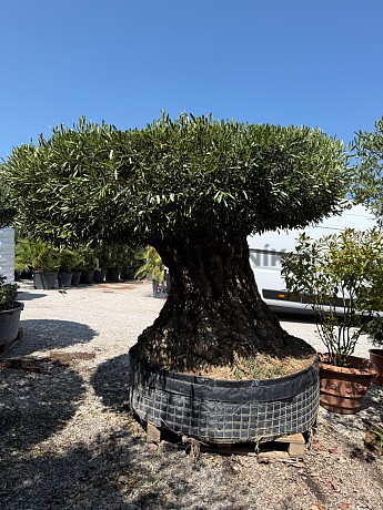 Olivovník BONSAI PLATO I