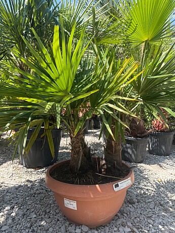 Trachycarpus Fortunei - trojkmen - mrazuvzdorná palma (-17C)
