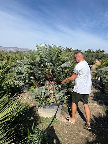 2026 Rezervace / Chamaerops Humilis Cerifera