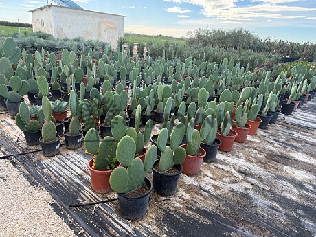 Opuntia Titania - Opuncie