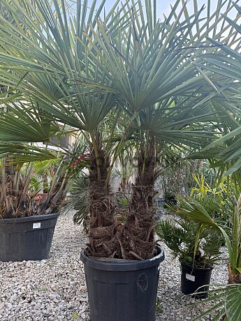 Trachycarpus Fortunei - dvoukmen - mrazuvzdorná palma (-17C)