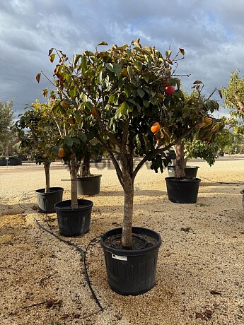 Kaki  ( Diospyros Caqui) 90lt / obvod kmene 30/40cm
