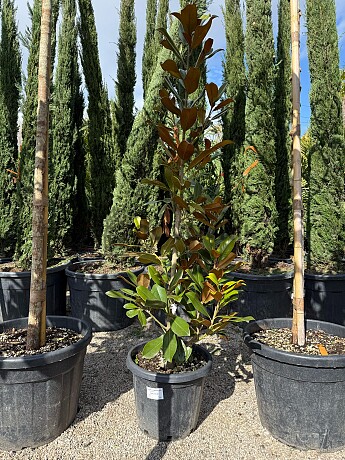 Magnolia grandiflora - 160/180cm