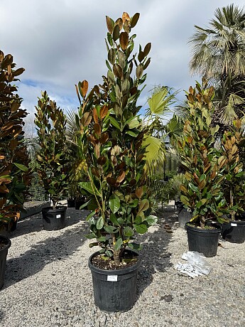 Magnolia grandiflora - 200/220cm