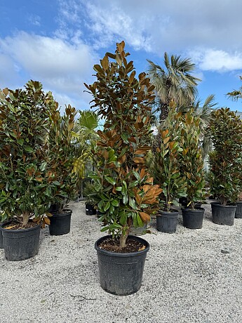 Magnolia grandiflora - 220/250cm