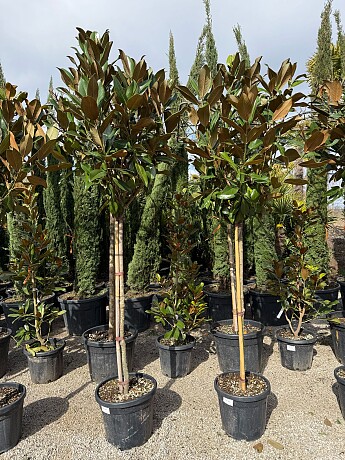 Magnolia grandiflora - 220/250cm / na kmínku