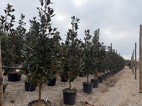 2026 Rezervace / Magnolia grandiflora / Galissonneiere