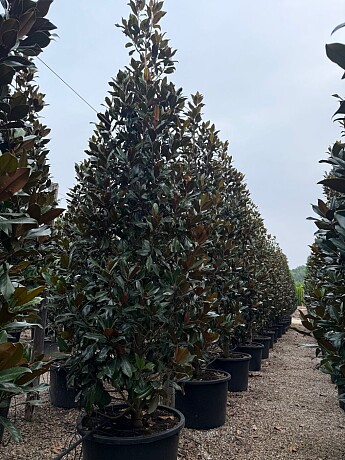 2026 Rezervace / Magnolia grandiflora Extra / Galissonneiere
