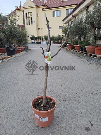 FICUS CARICA - Fík 10lt - CUELLO DAMA BLANCA