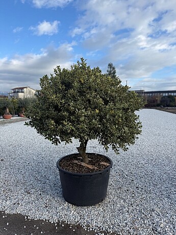 2026 Rezervace / Iles Aquifolium ˇVariegatumˇ 150/175cm / 285lt / Extra Multitronco