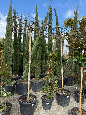 Platan / Morus platanifolia