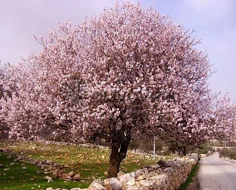 PRUNUS DULSIS - Mandloň obecná