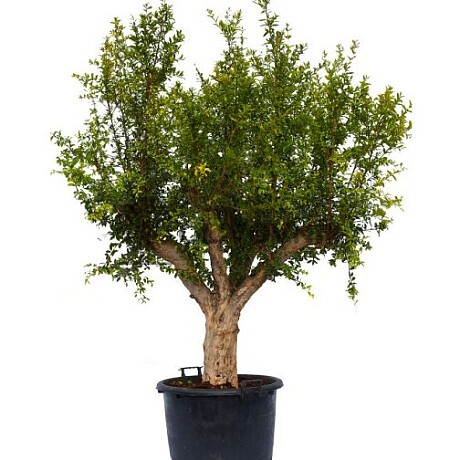 Granátové jablko Q80/100 (PUNICA GRANATUM) Grande