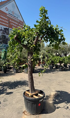 Réva - Vitis vinifera - alta 90 / výška 240cm