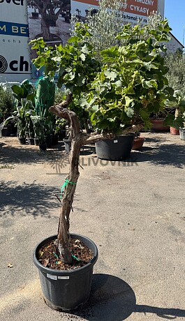 Réva - Vitis vinifera - alta mediana 45L / výška 170cm