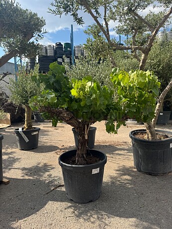 Réva - Vitis vinifera - baja 45L / výška 140cm
