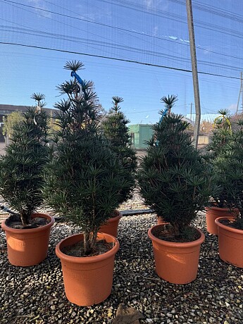 2026 Rezervace / SCIADOPITYS VERTICILLATA " Beauty Green" - Pajehličník /110cm