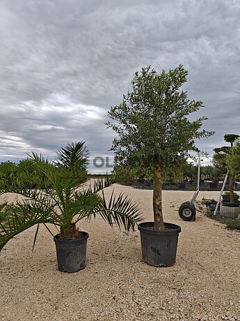 Olivovník Intensivo + Phoenix Canariensis